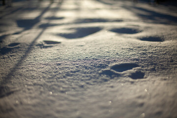 Sun in snow. Fly in woods. Snowdrift texture. Snowy winter. Details of park.