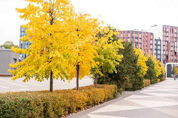 Naklejka premium Park alley with beautiful green, yellow and orange trees
