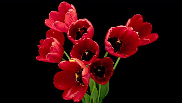 Beautiful bouquet of red tulips on black background, close-up. Holiday bouquet. Birthday, Easter backdrop. 4K