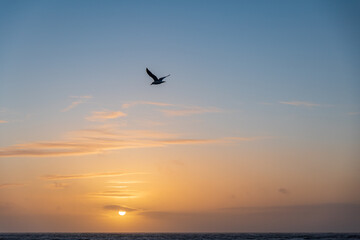 Fototapeta na wymiar seagull on the sunset
