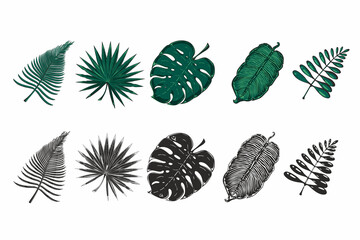 Tropical exotic leaves set. Jungle plants. Black and color version. Realistic vector illustration.