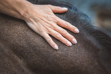 Osteopathie / Pferd 