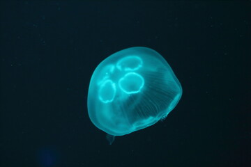 Naklejka na ściany i meble Glowing Jellyfish in underwater ocean.