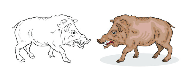 Animals. Black and white and color image of a large wild boar,
 coloring book for children.
Vector drawing, background, design.