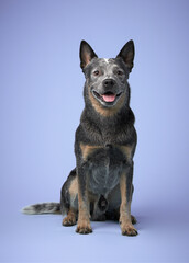 australian heeler on a color background. purebred dog posing in studio