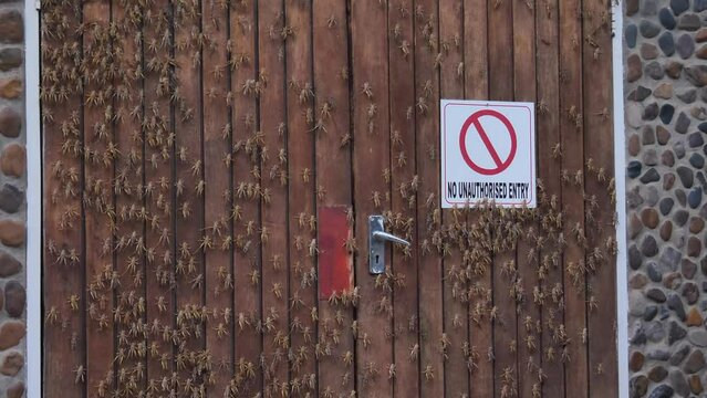 Swarm of brown locusts climb wooden door with no entry sign