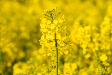 Blooming yellow canola rapeseed plant on field at spring