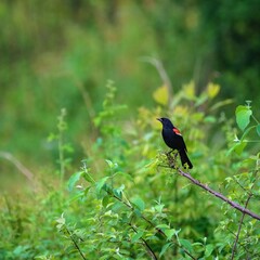Red-winged black bird sitting on a branch. 