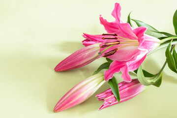 Close-up of pink lily flower on light green background for design on the theme of wedding or holiday invitation