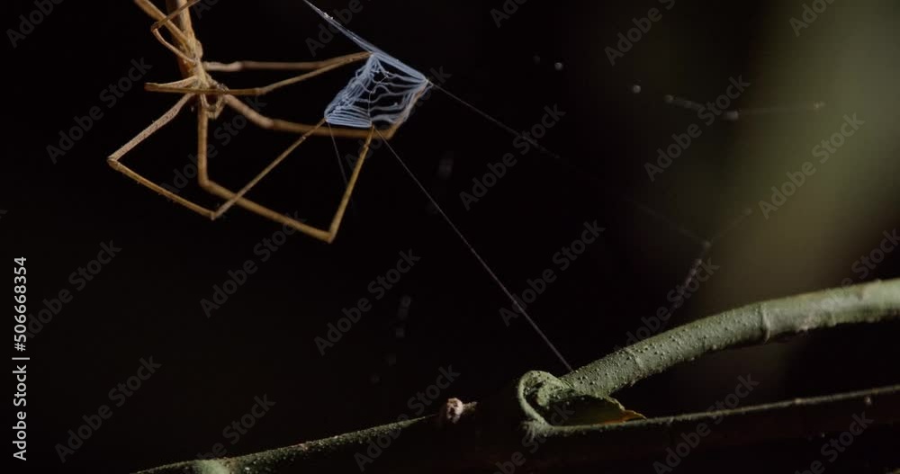 Wall mural Closeup of a Net-casting Spider with its Net clearly visible 