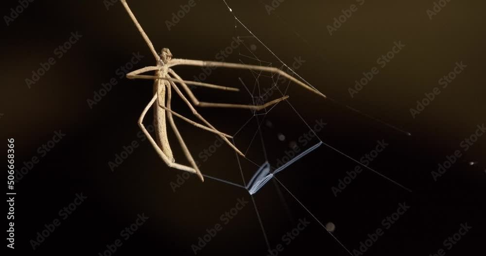 Wall mural net casting spider secreting silk in preparing the trap or the casting net to capture its next victi