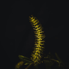 Herbarium of plant on dark black background