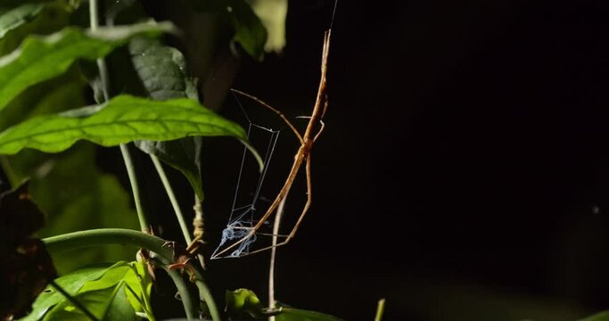 Slider shot Net-casting Spider holding its net in the feet to trap a unsuspecting victim 