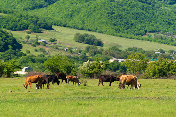 Fototapeta na wymiar Cows graze on a green meadow