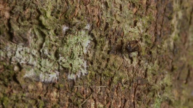 Trash bug nymph moving up a tree bark well camouflaged with its collection 