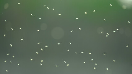 大量に飛ぶ虫