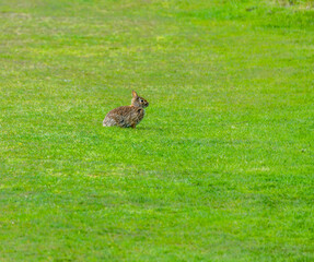 Rabbit In The Grass