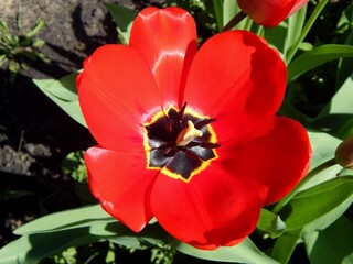 Tulip flower close up. Beautiful red tulip. - 506669115