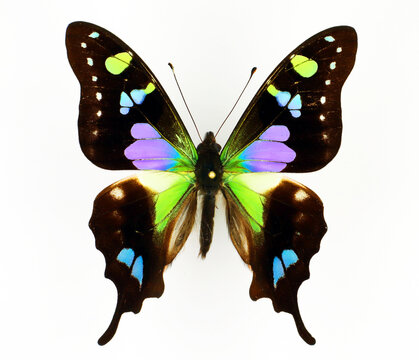 Purple violet butterfly Graphium weiskei isolated on white. Papilionidae. Collection butterflies. Entomology.