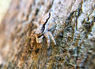 Insect
