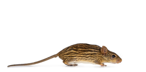 Striped grass mouse, running side ways. Isolated on a white background.