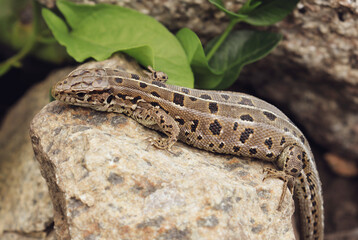 lizard on the stone close up