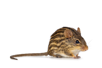 Striped grass mouse, sitting side ways. Looking towards camera. Isolated on a white background.