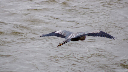 heron in flight 