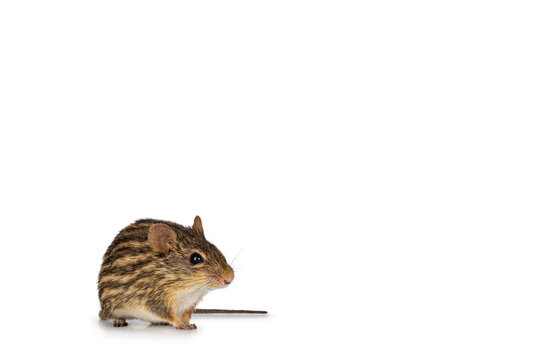 Striped grass mouse, sitting facing front. Looking towards camera eyes. Isolated on a white background.