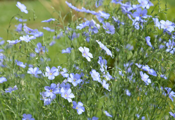 Blau bl&uuml;hende Blumenwiese - Gemeiner Lein