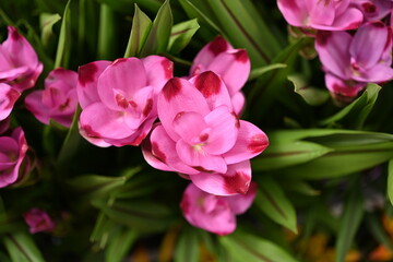 Obraz premium Dense Cluster of Pink Siam Tulip Flowers Blooming Among Long Glossy Green Tropical Leaves