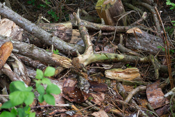 tree roots 