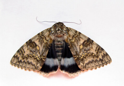 Giant blue gray moth Catocala fraxini isolated on white. Collection butterflies. Lepidoptera. Noctuidae. Entomology.