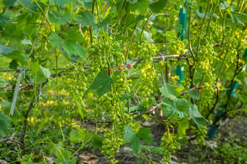 Lot of ripe green grapes. Harvest concept. Ingredients for production of wine. Home winemaking. Agribusiness. fresh fruits, Macro. Soft focus