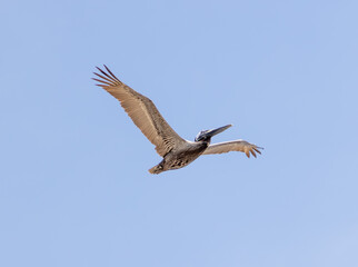 seagull in flight