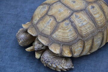 African spur-bearing turtle (Latin Centrochelys sulcata) or sulcata tortoise 