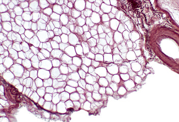 White adipose tissue. Adipose tissue, body fat, or simply fat is a loose connective tissue composed...
