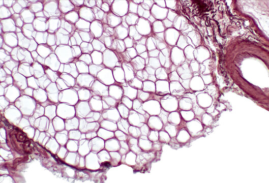 White adipose tissue. Adipose tissue, body fat, or simply fat is a loose connective tissue composed mostly of adipocytes.