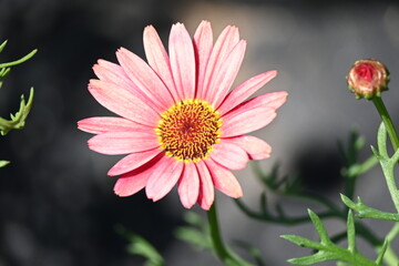 Obraz premium Beautiful chamomile flowers outdoors on sunny day. Springtime