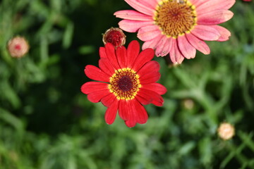 Obraz premium flower in the garden