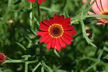 Beautiful chamomile flowers outdoors on sunny day. Springtime