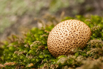 mushroom on the moss