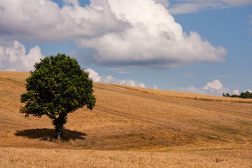 tree in the field