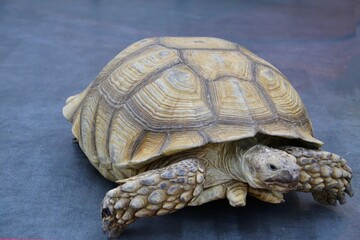 African spur-bearing turtle (Latin Centrochelys sulcata) or sulcata tortoise 