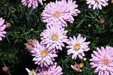 pink flowers in the garden Beautiful chamomile flowers outdoors on sunny day. Springtime