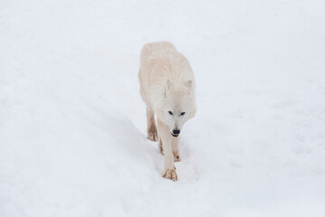 Angry polar wolf is walking on a white snow and looking at the camera. Canis lupus arctos. White wolf or alaskan tundra wolf. Animals in wildlife.