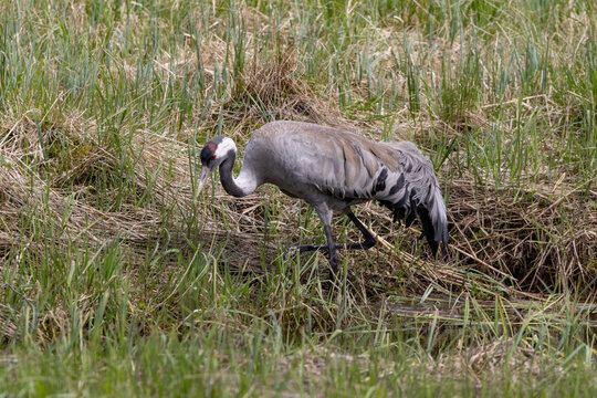 The common crane (Grus grus), also known as the Eurasian crane, is a bird of the family Gruidae, the cranes, Northern Norway,scandinavia,Europe