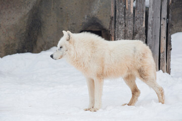 Wild white wolf is standing on a white snow. Canis lupus arctos. Polar wolf or alaskan tundra wolf. Animals in wildlife. © tikhomirovsergey