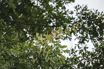 Fototapeta premium A Brown Thrasher Sitting on an Oak Tree Branch