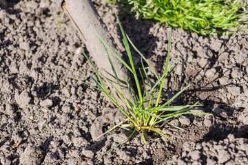 Garden tools. The pitchfork is digging the ground. Weeds in the ground under the pitchfork